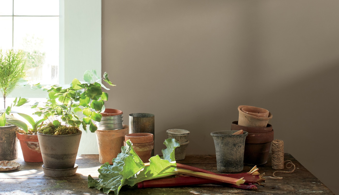 Des plantes d’intérieur en pot à côté d’une fenêtre ensoleillée, devant un mur peint en brun.