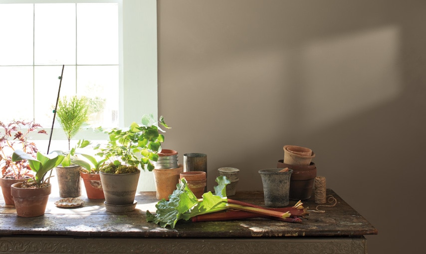 Plantes en pot devant une fenêtre et murs recouverts de la couleur Chanterelle HC-86.