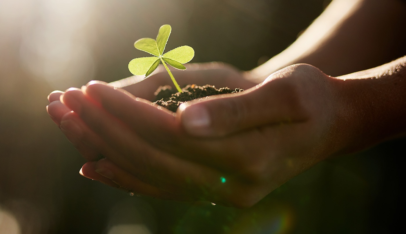 A close-up of a person holding soil in their hands with a sprouting clover leaf.