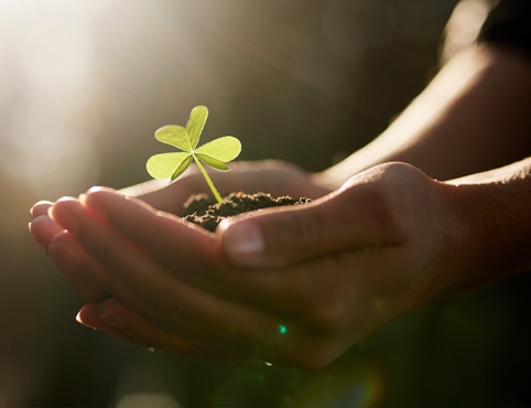 A close-up of a person holding soil in their hands with a sprouting clover leaf.