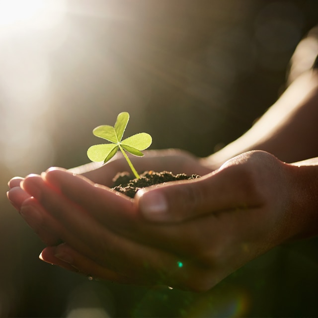 A close-up of a person holding soil in their hands with a sprouting clover leaf.