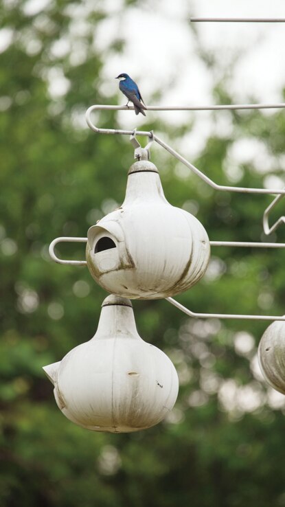 A bluebird perched on a a metal rod. A bluebird perched on a a metal rod.