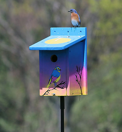 An Eastern Bluebird perches on a colorful birdhouse. An Eastern Bluebird perches on a colorful birdhouse.
