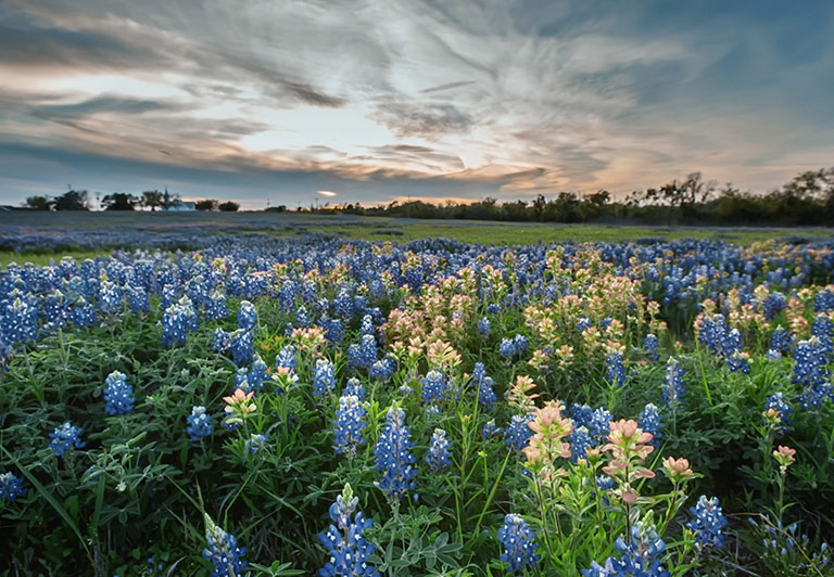A photo of a flower-filled field and open sky reflects just one of countless beautiful geographical landscapes found in the United States.