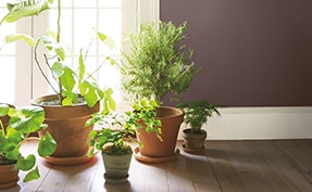 Des plantes en pot dans une pièce aux murs peints en Terre d’Amazone 2115-30.