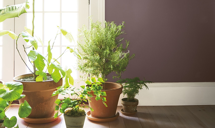 Potted plants in a room with walls painted Amazon Soil 2115-30.