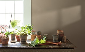 Potted plants in front of a window and walls painted in Kingsport Gray HC-86.