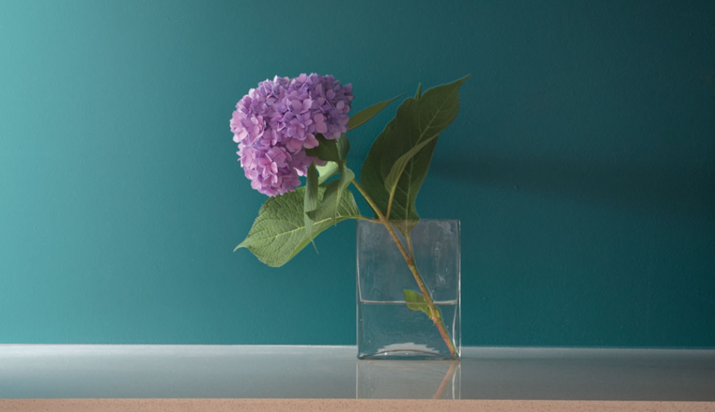 Pink hydrangea bloom against teal wall 