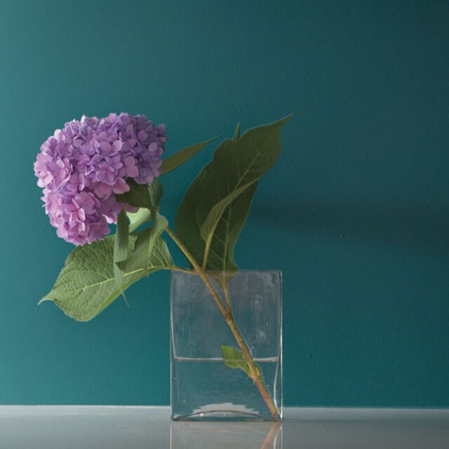 Pink hydrangea bloom against teal wall 
