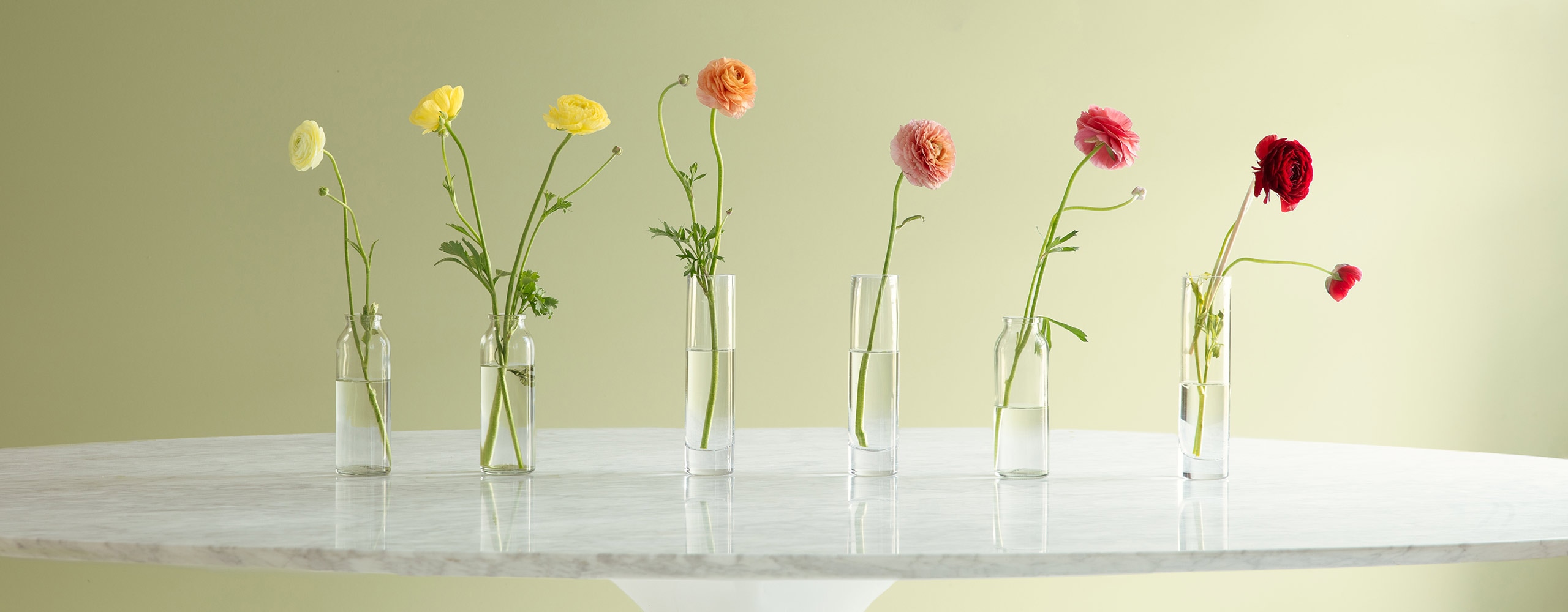 Plusieurs fleurs dans des vases en verre devant un mur vert tendre peint en Vert Suret.
