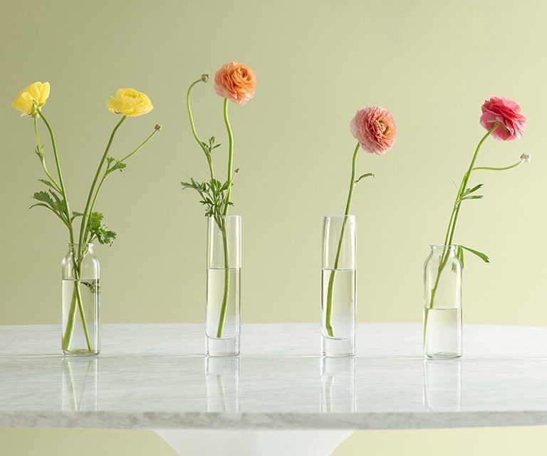 Plusieurs fleurs dans des vases en verre devant un mur vert tendre peint en Vert Suret.