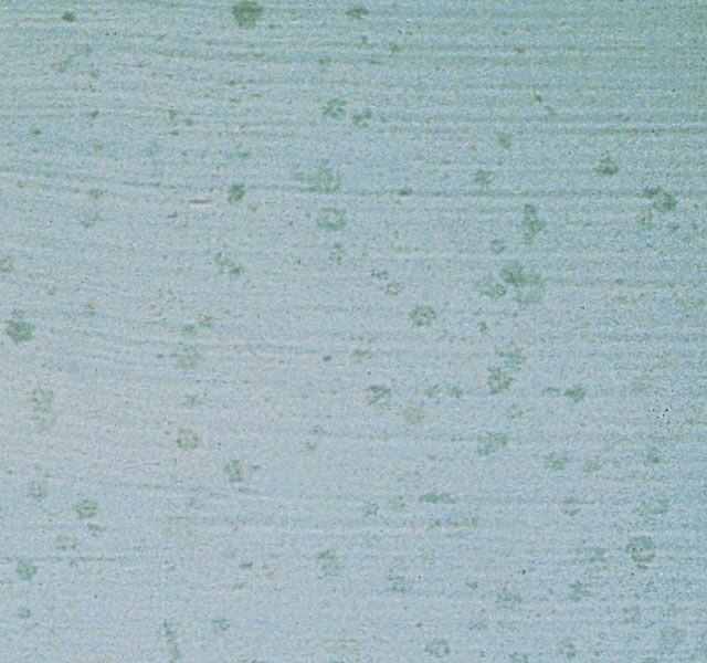 A close-up of mildew on a wall.